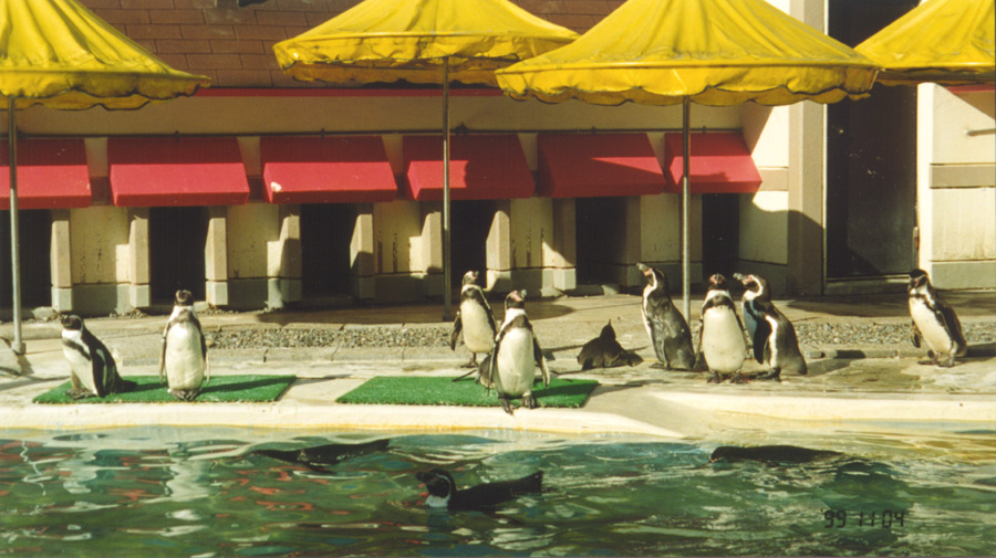 penguins1.jpg (197294 bytes)